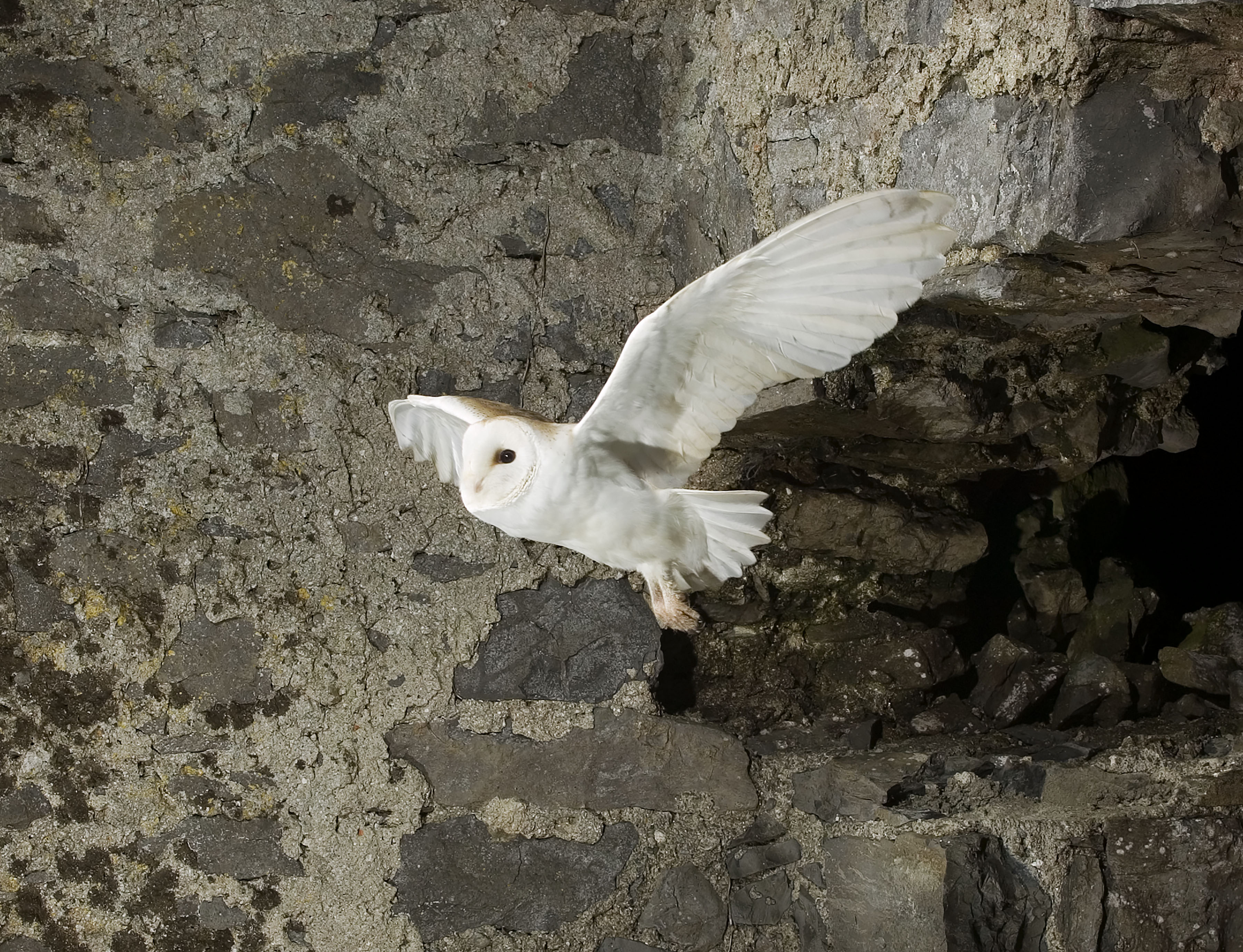 Barn Owl Survey