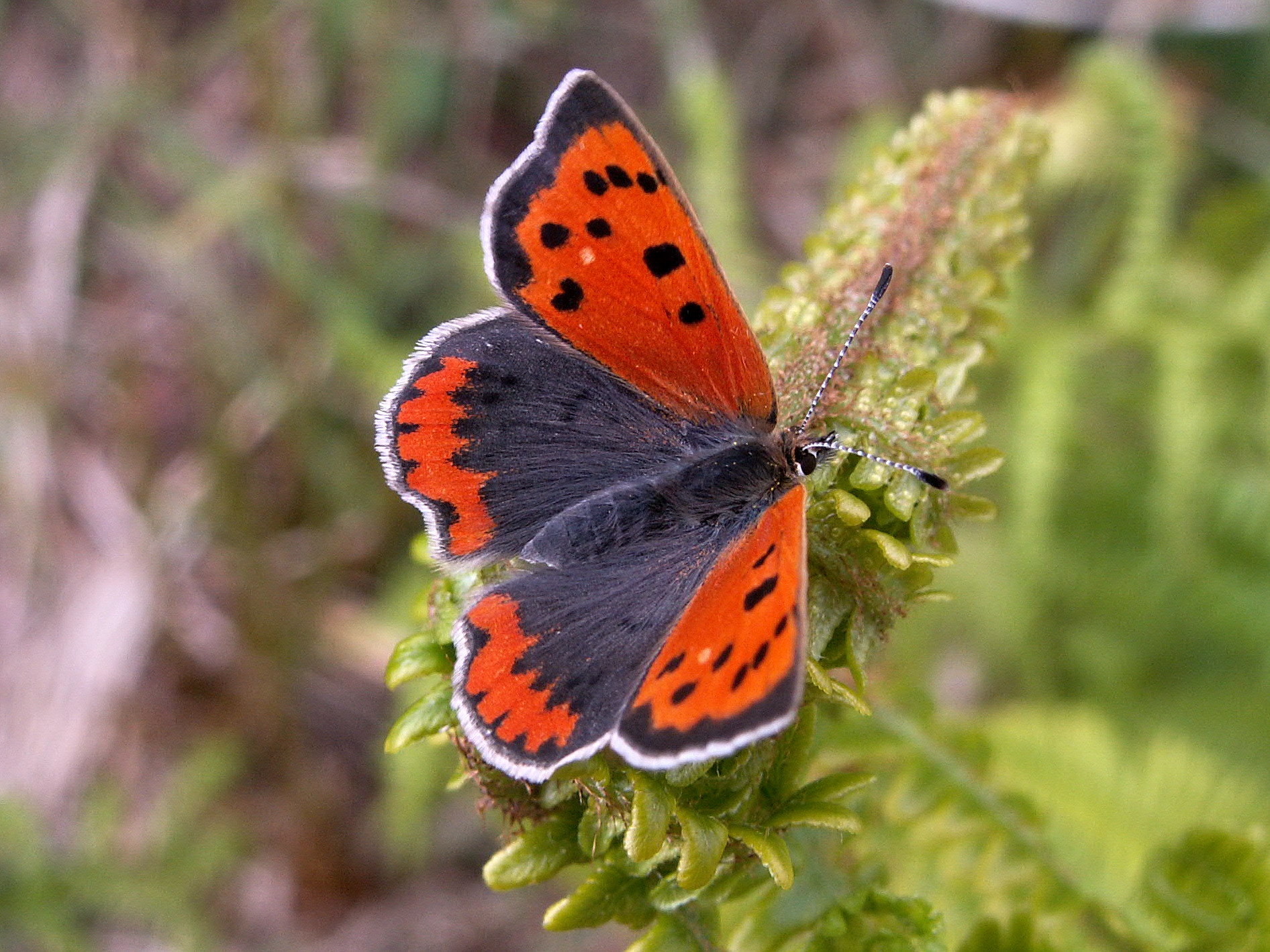 Draft Biodiversity Action Plan 2025 - 2030