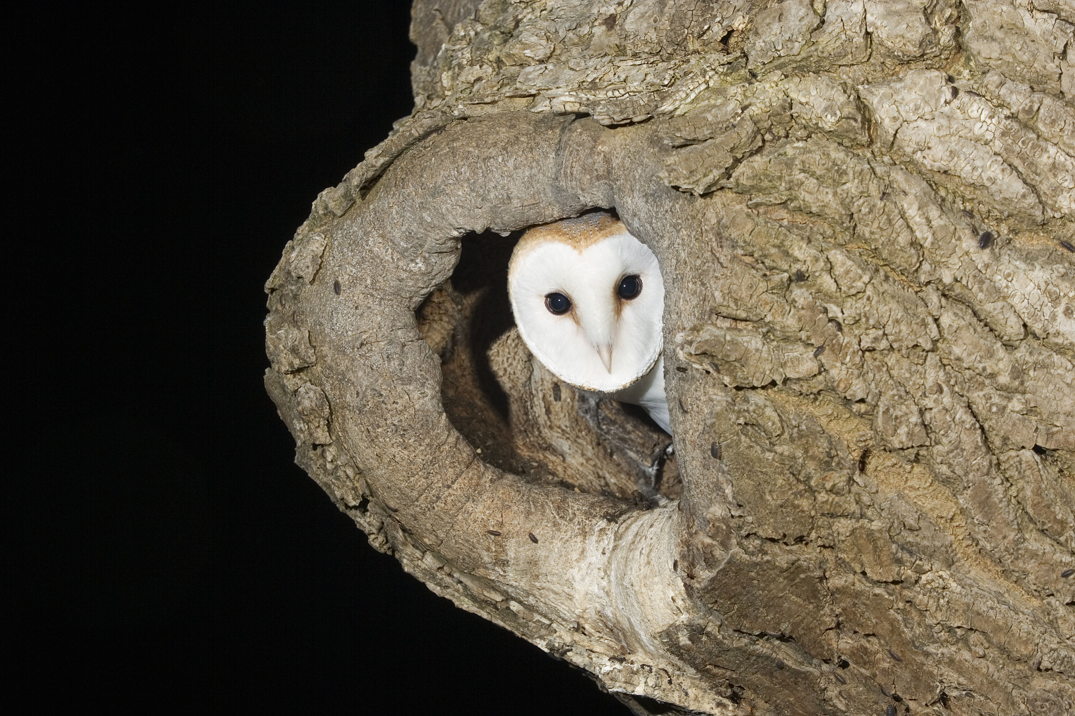 Barn Owl Survey 