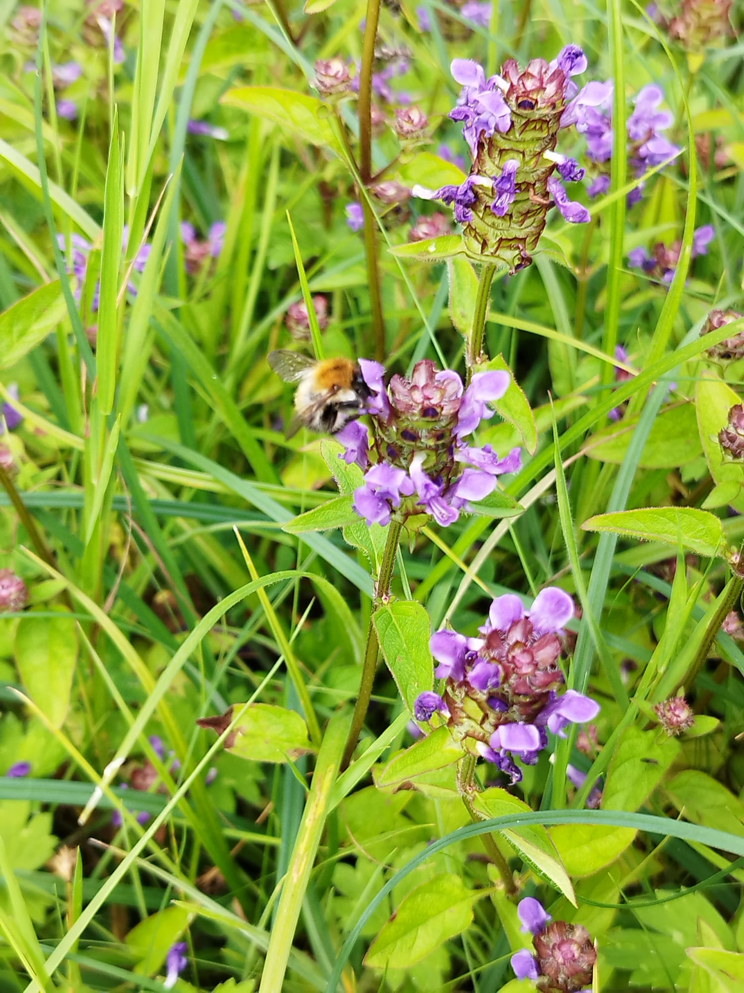 Gardening for Biodiversity