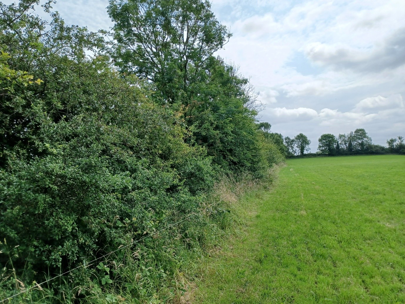 Hedgerows in Co. Leitrim