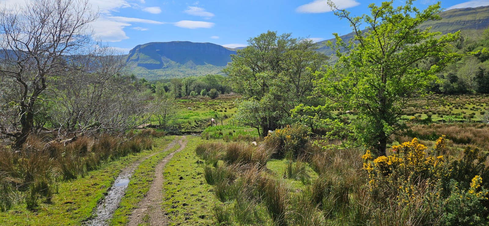 Farming and Biodiversity in Leitrim
