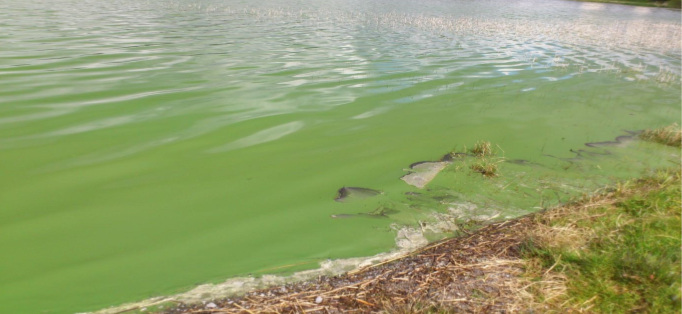Algae Bloom Algae Bloom