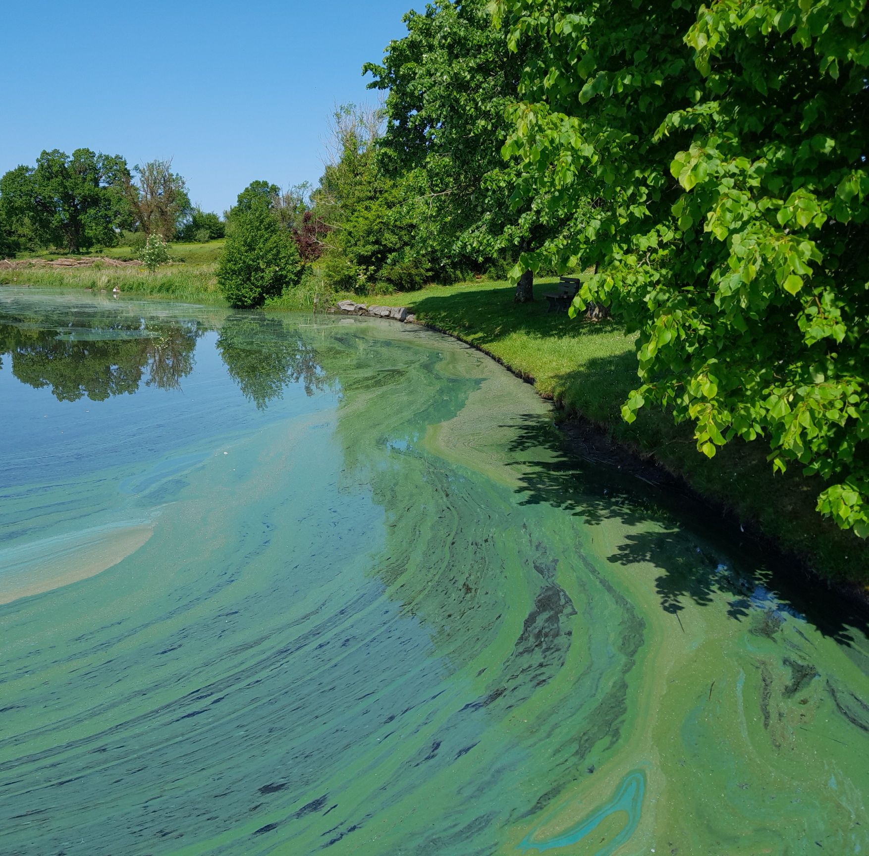 Algae Bloom - Keeldra Lake Algae Bloom - Keeldra Lake